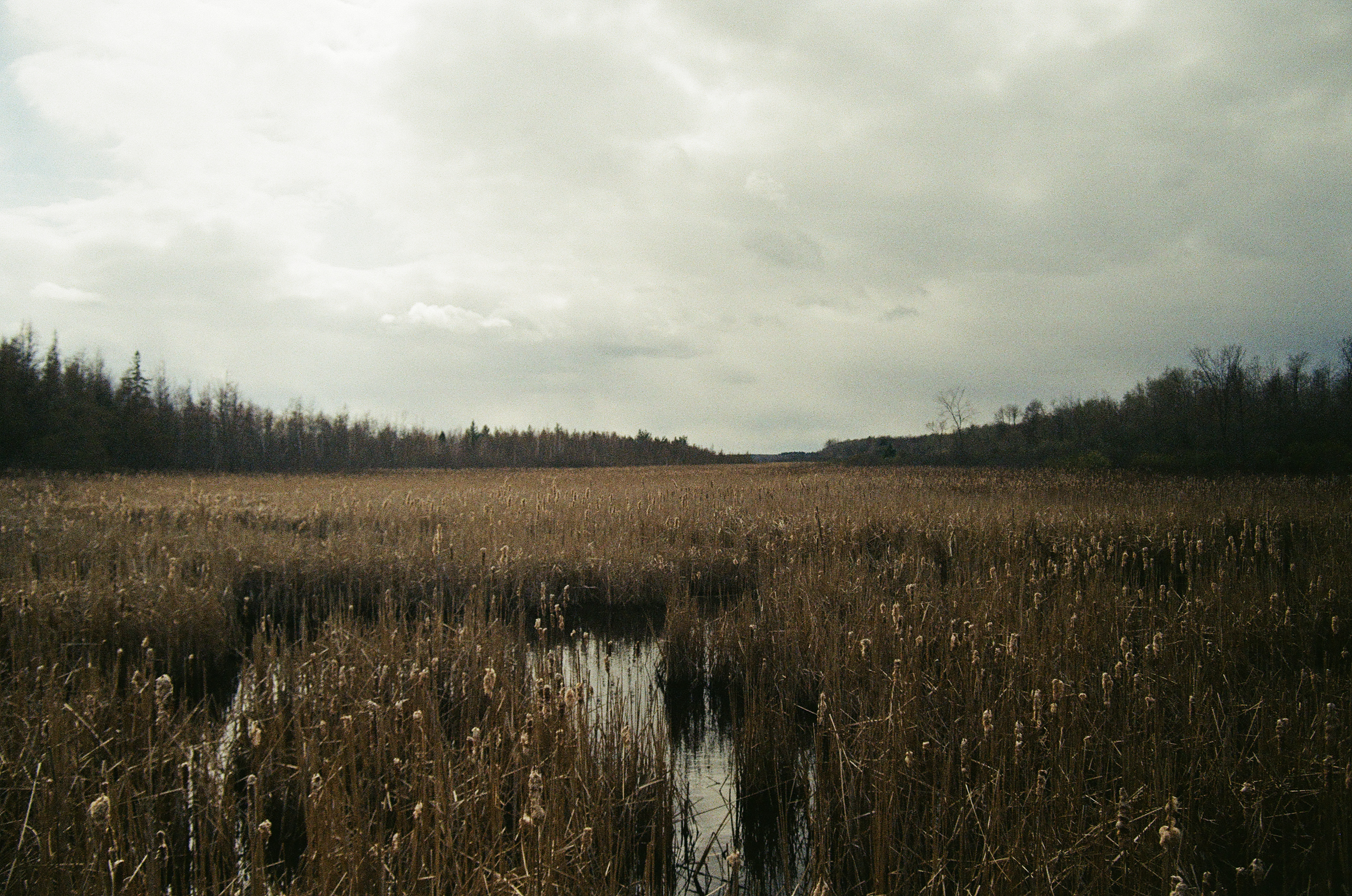 The Mer Bleue Bog