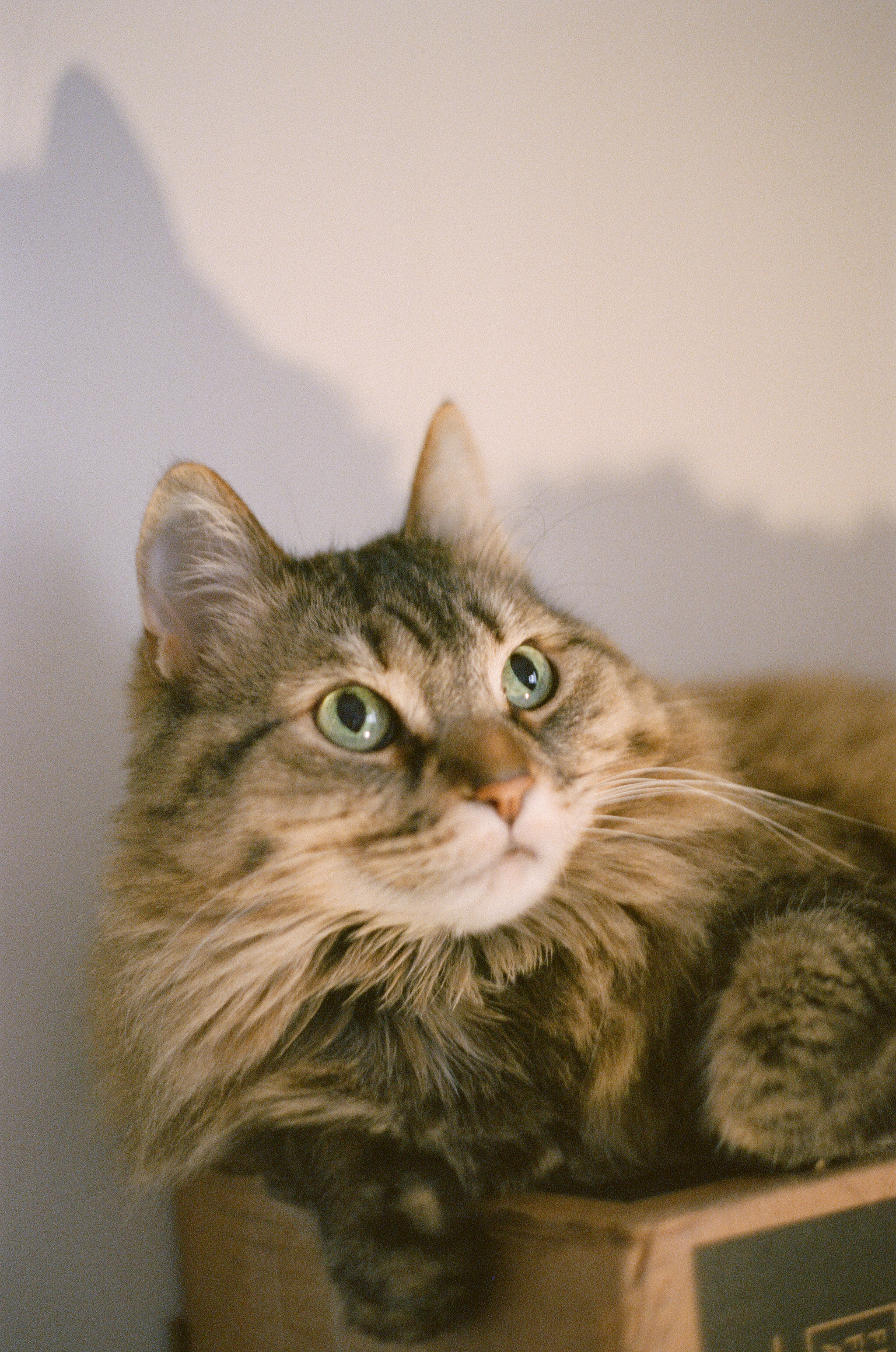 A cat sitting on a cardboard box