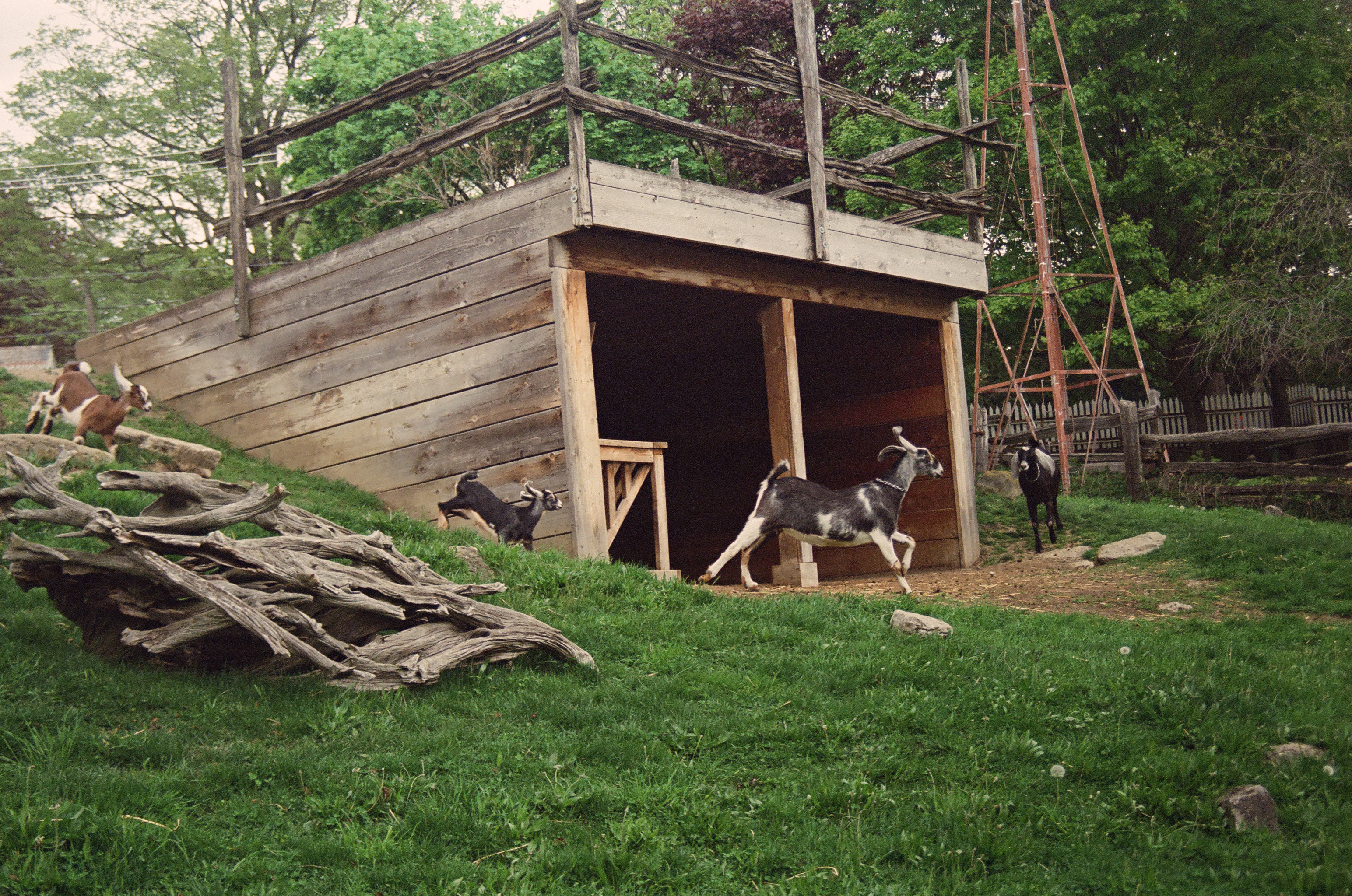 Goats running after one another