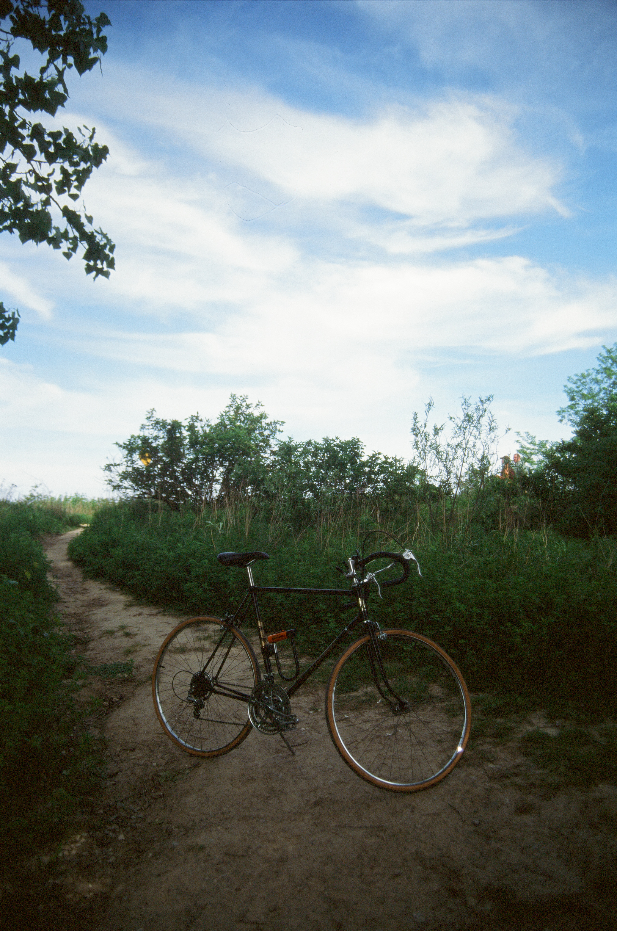 Bike in front of some vegetation